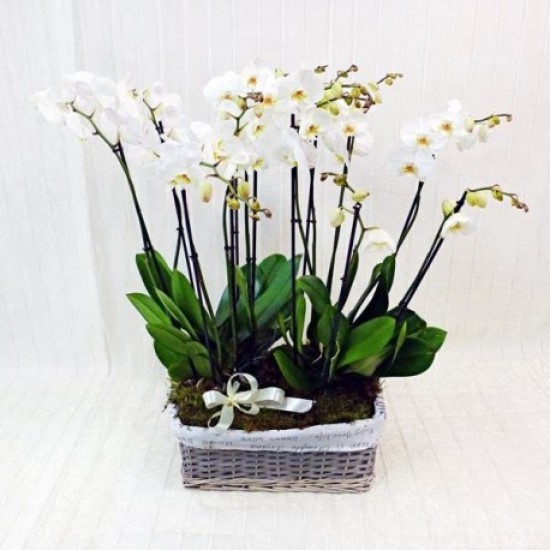 3 WHITE PHALAENOPSIS PLANTS IN A BASKET