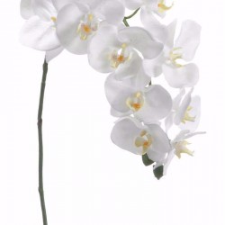3 Λευκές Ορχιδέες Φαλαινοψις σε Καλάθι 